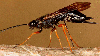 Sirex Wasp - male - New Zealand Forest Service
