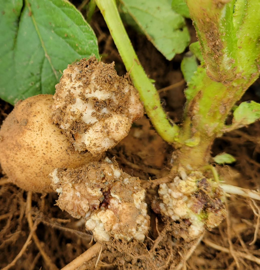 Petit tubercule présentant des symptômes de la gale verruqueuse