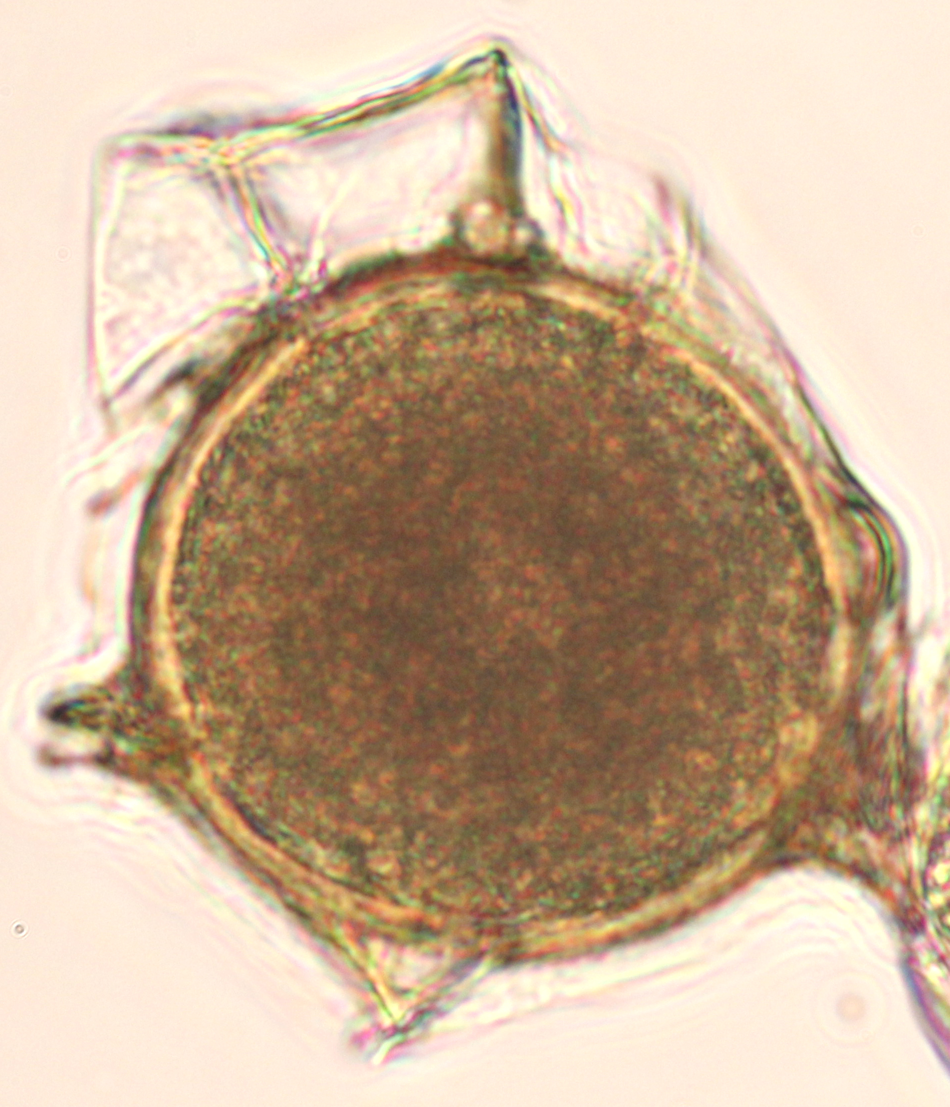Spore de réserve de gale verruqueuse