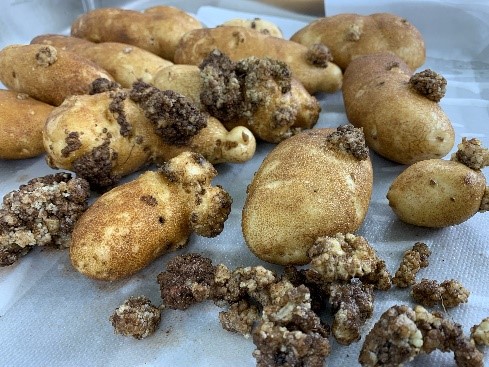 Potato tubers with potato wart symptoms.