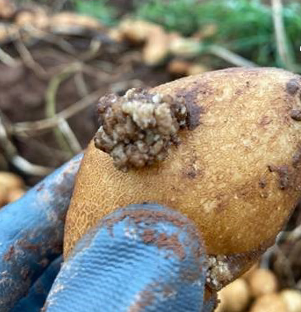 Croissance de type chou-fleur sur les tubercules de pomme de terre