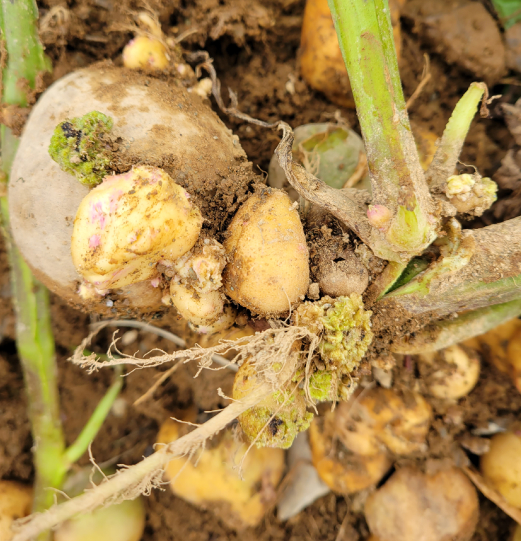 Plant de pommes de terre infecté avec des verrues vertes sur la tige