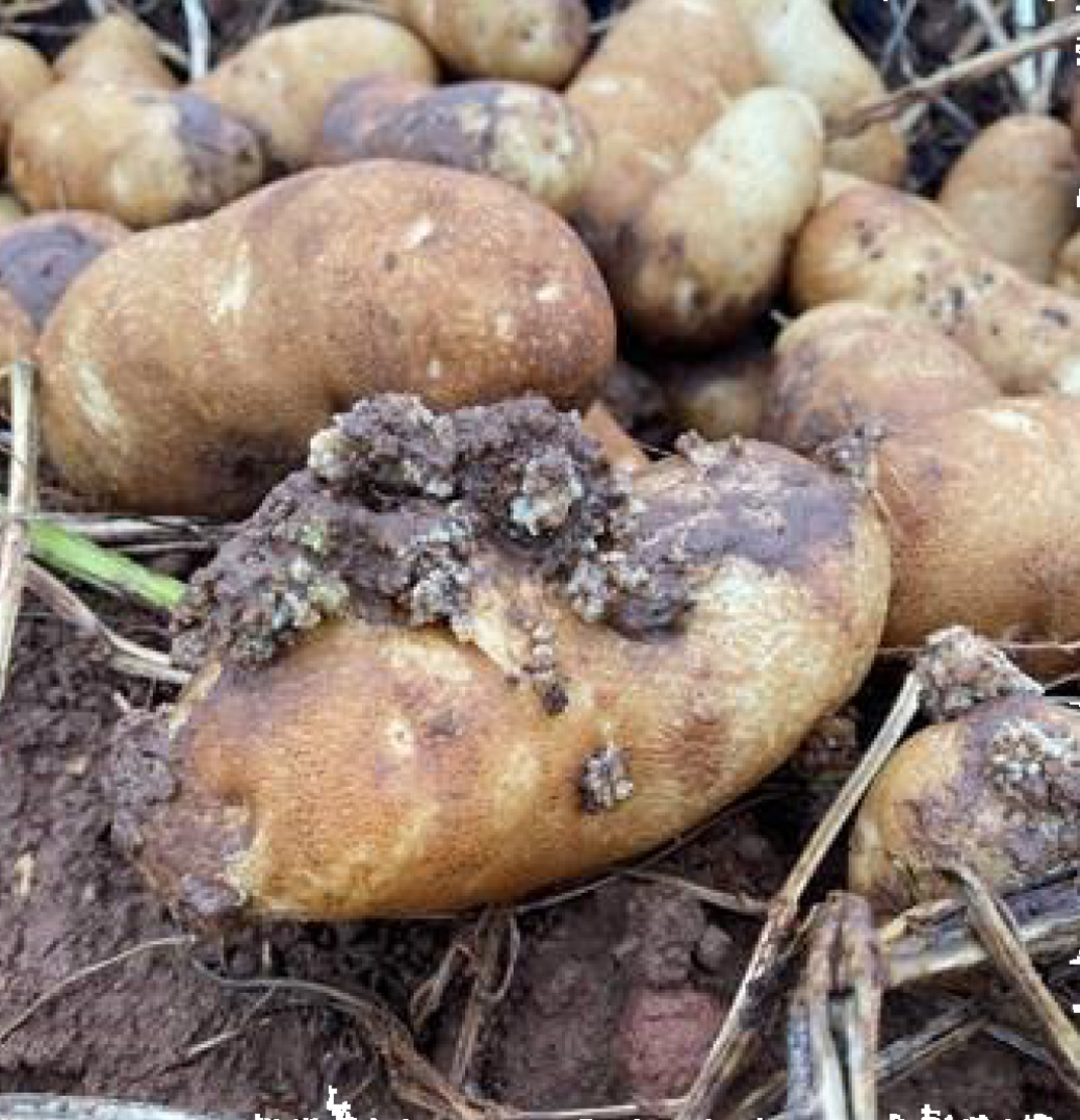 Tubercule de pomme de terre infecté dans le champ