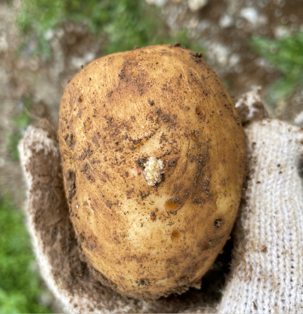 Petite verrue sur un tubercule de pomme de terre