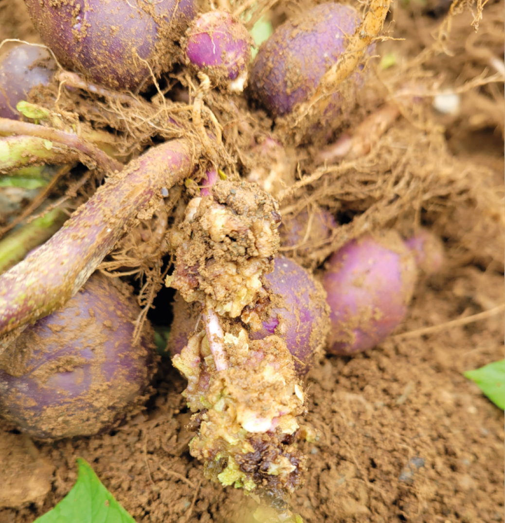 Infected potato plant