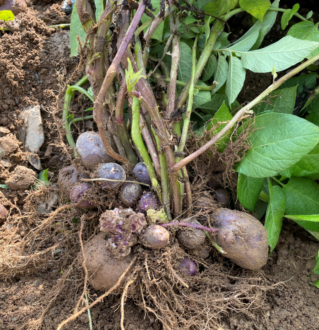 Infected potato plant