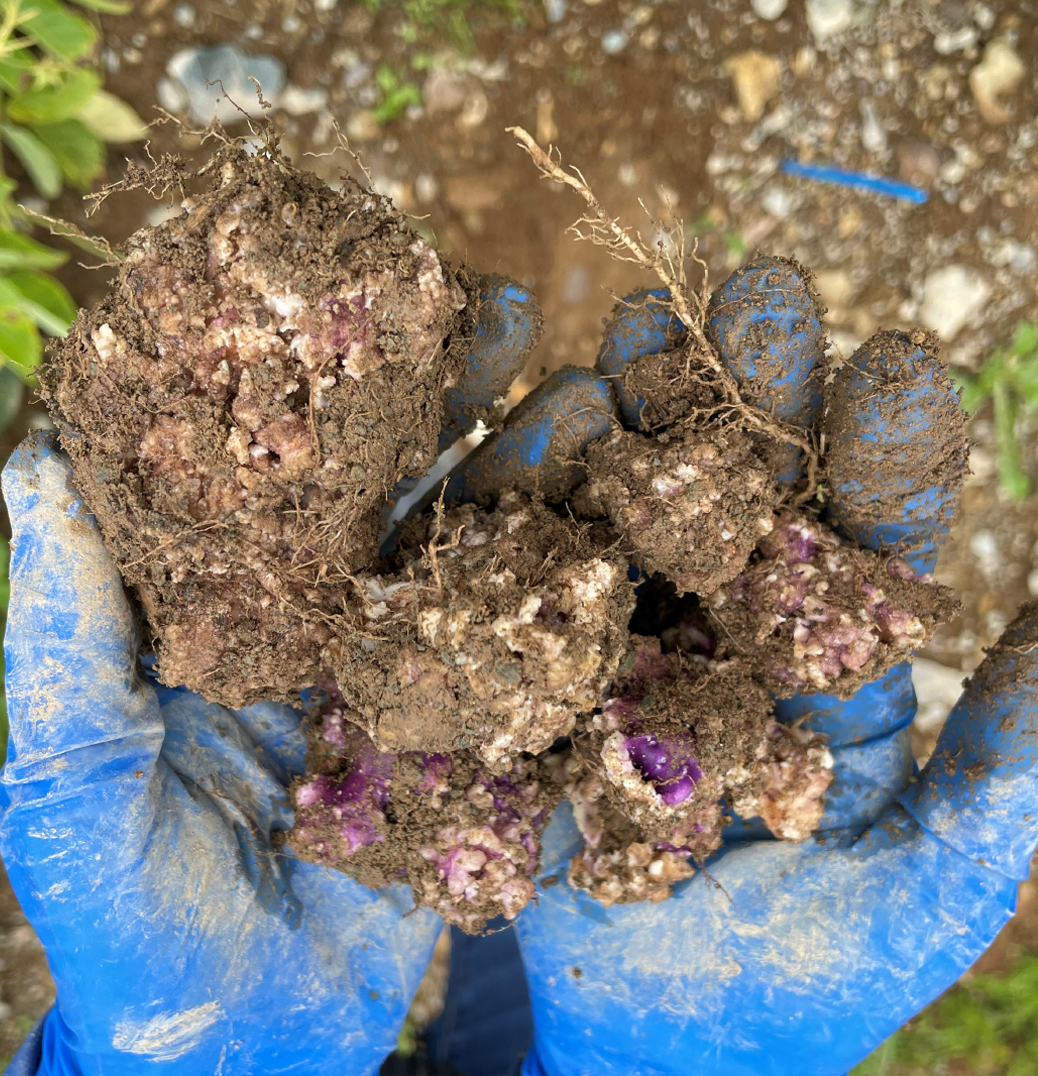 Tubercules de pommes de terre fortement infectés