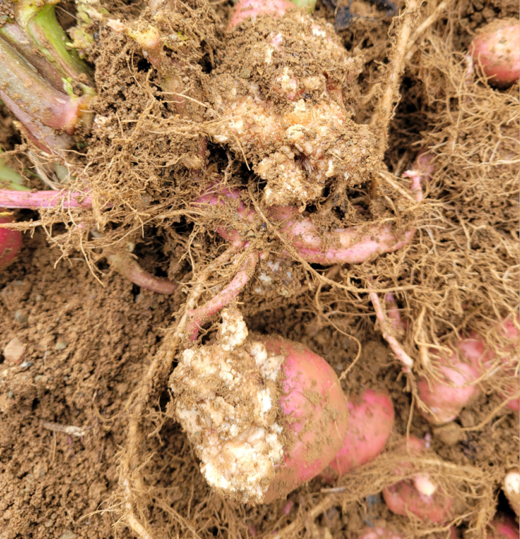 Tubercules de pommes de terre rouges présentant des symptômes de la gale verruqueuse