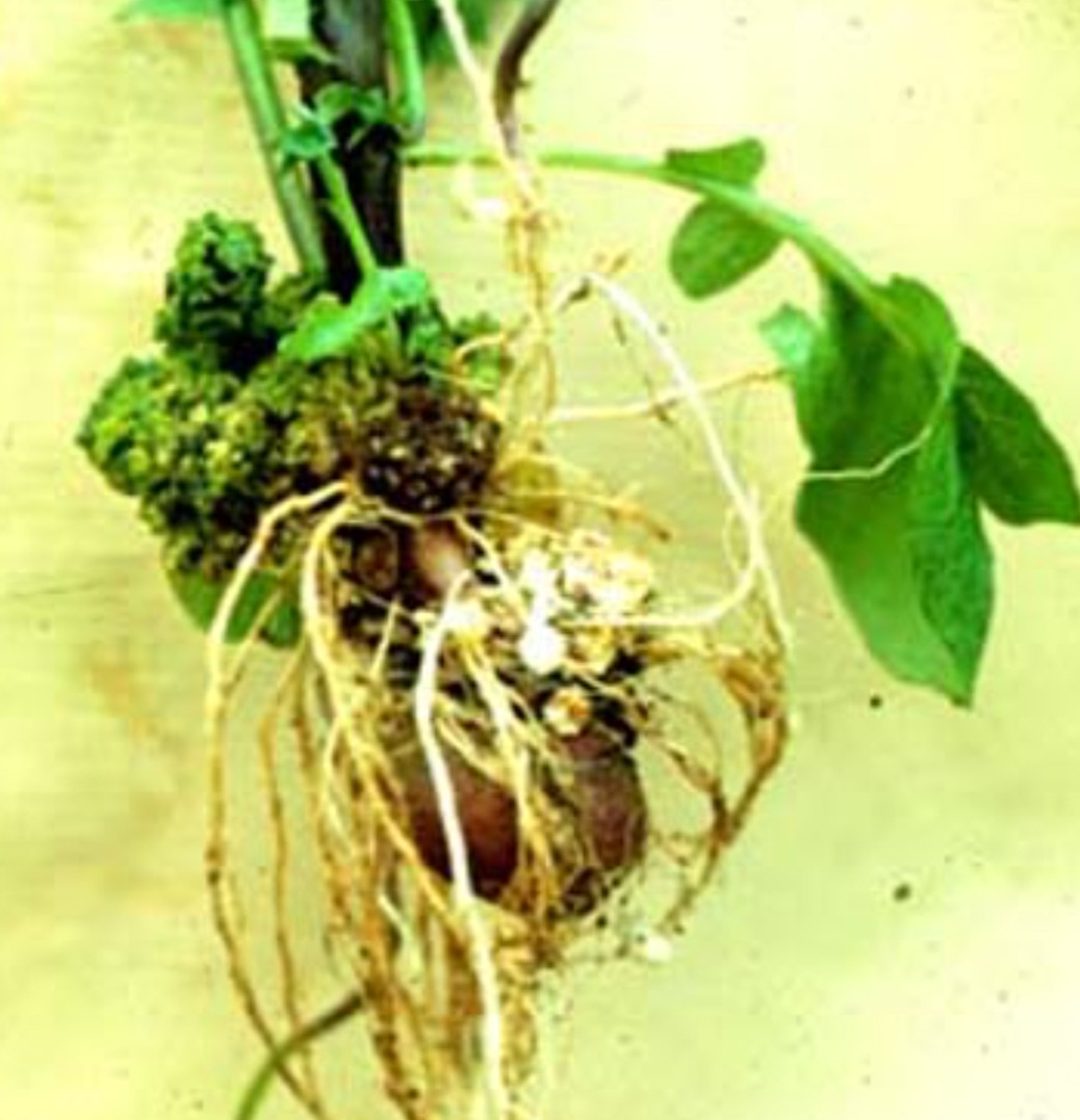 Plant de pommes de terre infecté (excroissances vertes anormales)