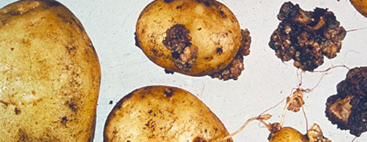 Potato wart