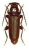European spruce longhorn beetle