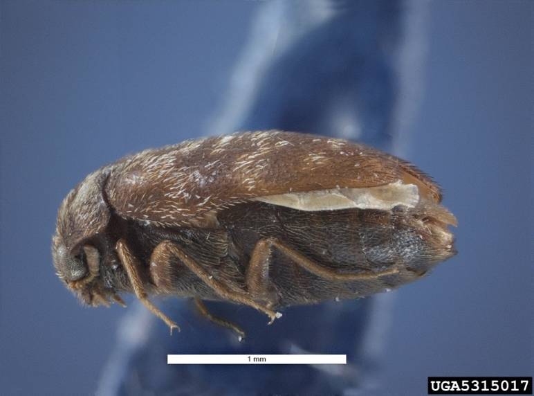 Pest and Diseases Image Library, Bugwood.org