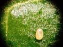 Figure 1 - Egg