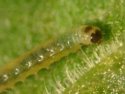 Figure 2 - Larva