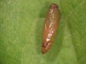 Figure 3 - Pupa