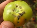 Figure 5: Eggs on leaf with insert showing close-up.