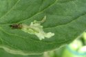 Figure 7 - Tomato leaf damage