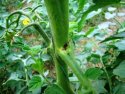 Figure 9 - Excrément produit par le forage