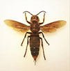 Frelon géant asiatique
