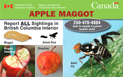 Thumbnail image for plant pest credit card: Apple maggot. Description follows.