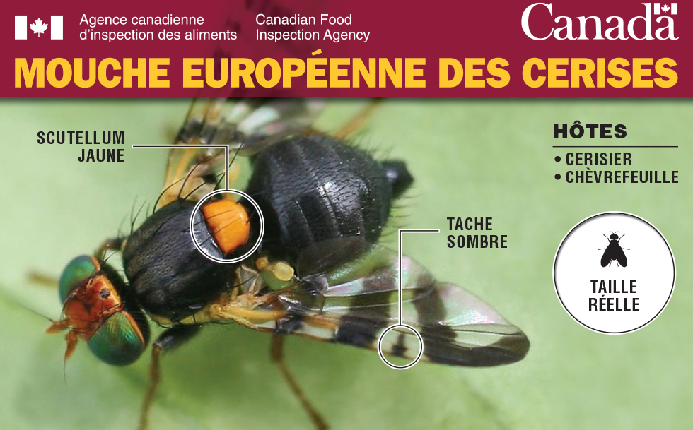 Côté 1 : L'image vignette pour la cartes de crédit de phytoravageurs : Mouche européenne des cerises. Description ci-dessous.