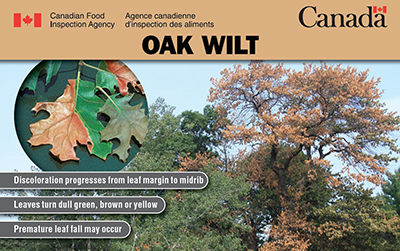 Thumbnail image for plant pest credit card: Oak Wilt. Description follows.