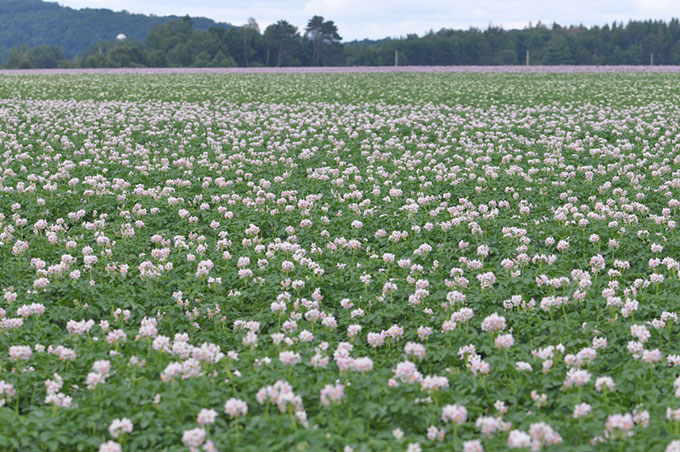 Champde Solanum tuberosum en fleurs près de Montebello, au Québec, au Canada