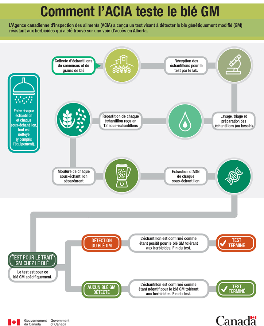 Infographie - Comment l'ACIA teste le blé GM. Description follows.