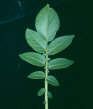 Feuille