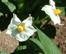 Fleurs