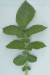 Leaf