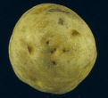 Tubercule