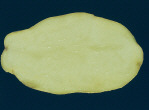 Tubercule tranché