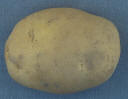 tuber