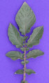 Leaf