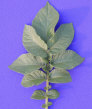 Leaf