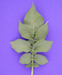 Leaf