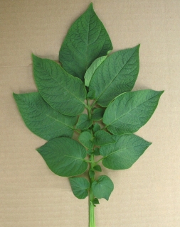 Leaf