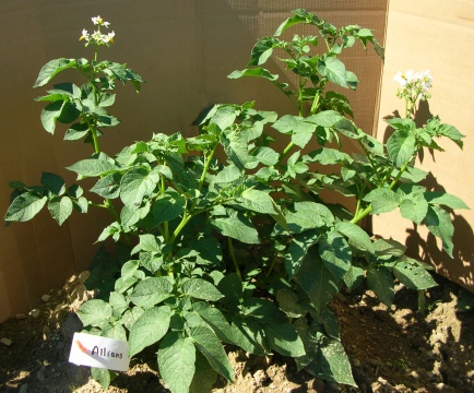 Plant