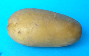 Tubercule
