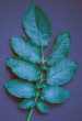 Leaf