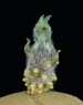 Sprout