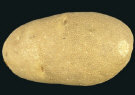 Tuber