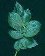 Leaf