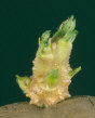 Sprout