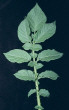 Leaf