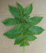 Leaf