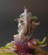 Sprout
