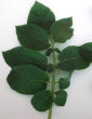 Feuille