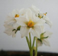 Fleurs